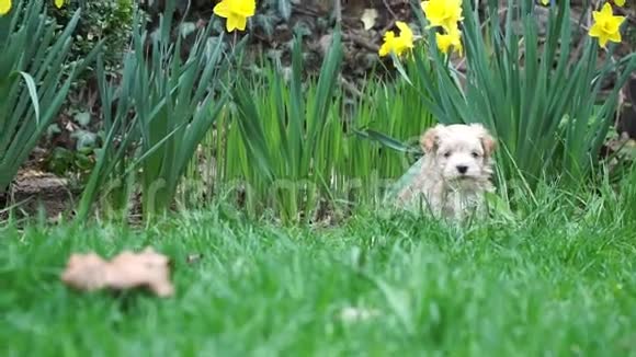 哈瓦尼斯小狗坐在草地上突然被一只猫吓坏了视频结束时过渡良好视频的预览图