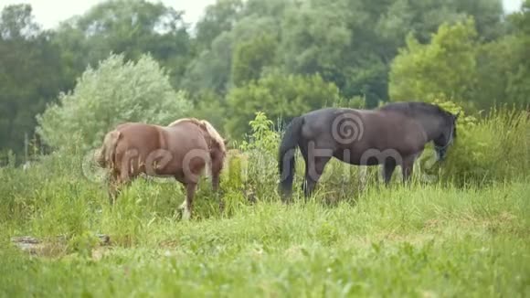 棕马和小马吃草在农村散步视频的预览图