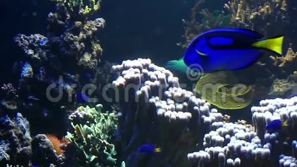 一条美丽的蓝鱼在斯洛文尼亚的一个有人居住的珊瑚礁附近游泳视频的预览图