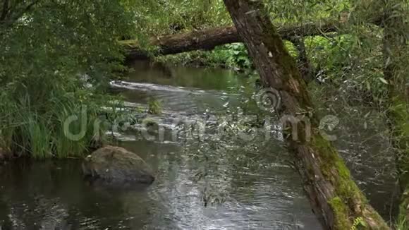 在欧洲一条河流与溪流巨石一棵落叶树在它的对面视频的预览图