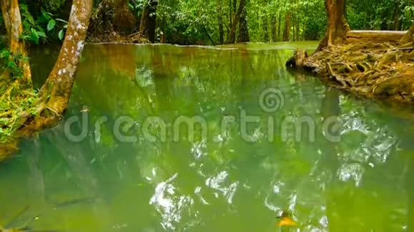 在异国热带雨林中明亮多彩的自然游泳池热带丛林景观视频的预览图