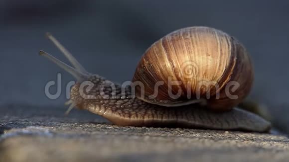 夏天一只有趣的蜗牛在混凝土表面缓慢地爬行视频的预览图