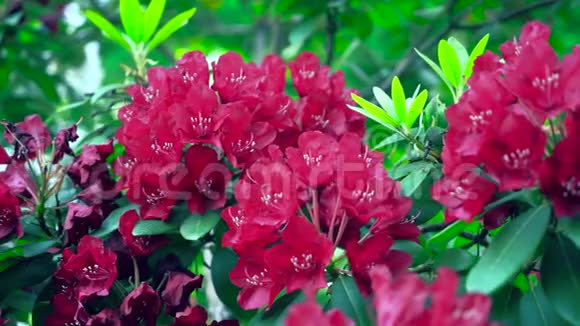 红色的杜鹃花和绿色的叶子颜色校正视频的预览图