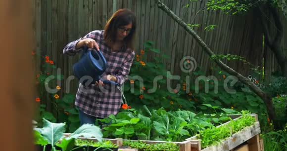 成熟的女人给花园里的植物浇水视频的预览图