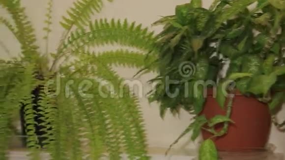 观赏植物视频的预览图