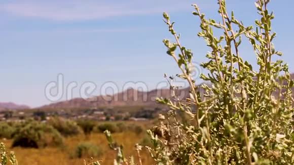 沙漠野生植物浅田深视频的预览图