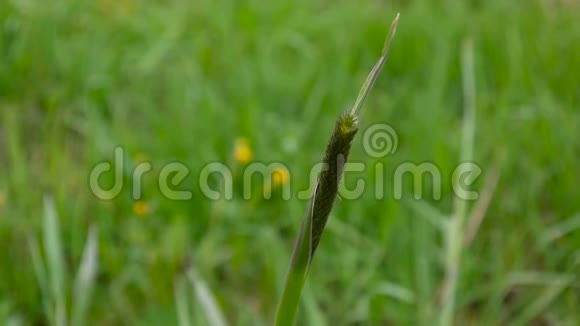 蒂莫西草的耳朵紧贴在草地的春天普莱姆视频的预览图