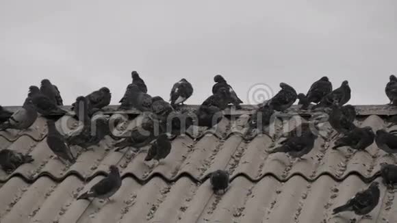 一群鸽子坐在屋顶上视频的预览图