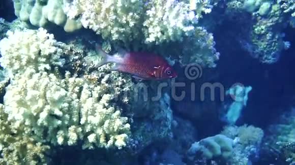 红鲷鱼视频的预览图