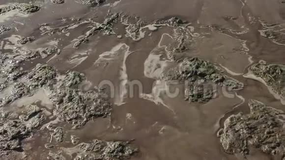 污染的河岸生态灾难视频的预览图