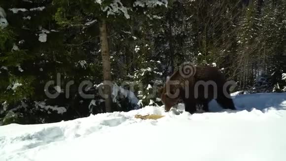 冬天森林里的棕熊一只大熊在白雪中漫步视频的预览图
