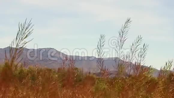 野草翻山背景视频的预览图