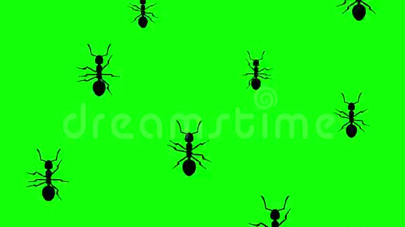 蚂蚁在跑视频的预览图