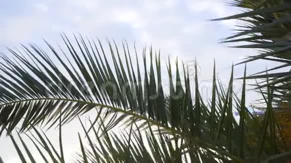 棕榈枝逆天视频的预览图