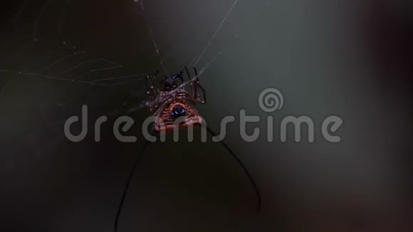 布法罗蛛网上挂着的蜘蛛视频的预览图