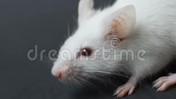 白色实验室鼠标上黑色背景特写视频的预览图