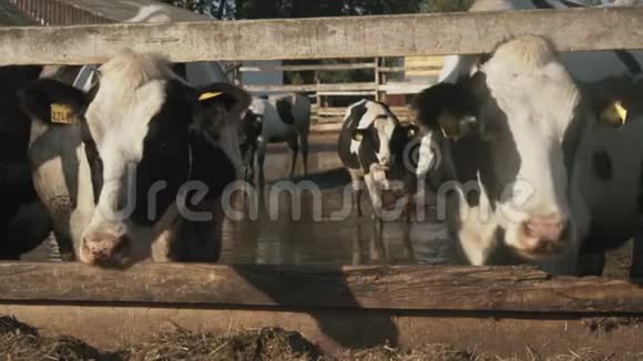 一群家养的牛在农场吃干草视频的预览图