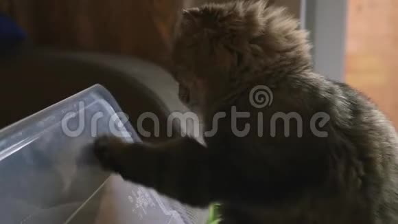 一只毛茸茸的猫在玩塑料盖子用爪子敲打它特写镜头慢镜头1920x1080高清视频的预览图
