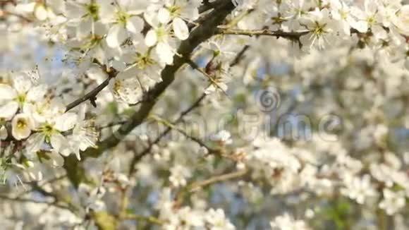 花期白色樱花海视频的预览图