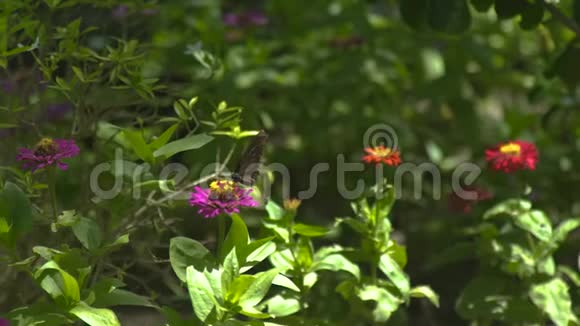蝴蝶在盛开的花园里授粉夏花蝴蝶在开花的草地上采花蜜视频的预览图