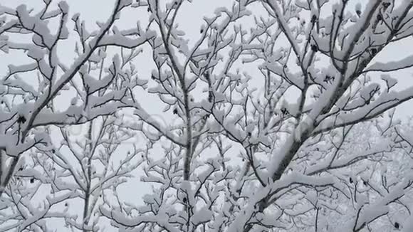 树枝上覆盖着雪大雪视频的预览图