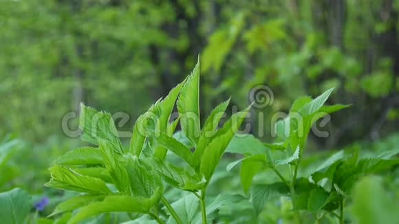 春天的豆荚草药用野生植物关闭静态摄像机视频的预览图