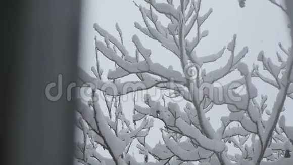 树枝上覆盖着雪大雪视频的预览图