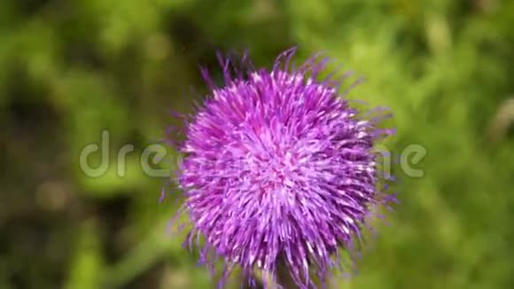 紫色蓬松的花视频的预览图