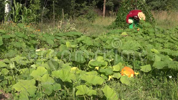 农民牛仔收获西葫芦植物穿过农场蔬菜种植园4K视频的预览图