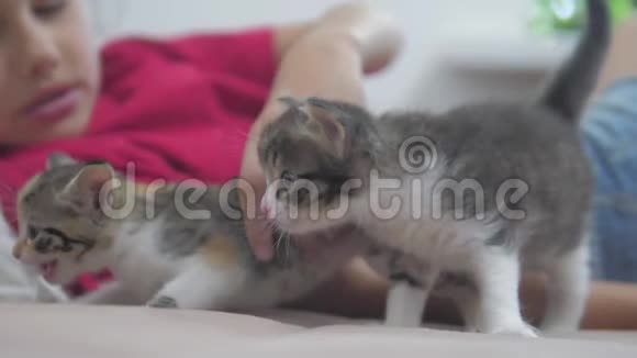 小女孩和黑白绒毛两只小猫躺在床上女孩猫抚摸小猫慢动作视频视频的预览图