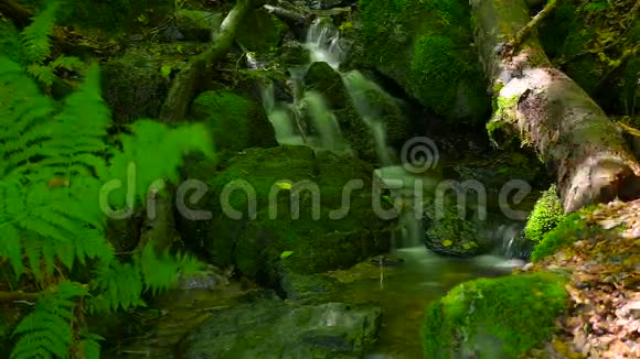 森林溪流有苔藓的石头视频的预览图