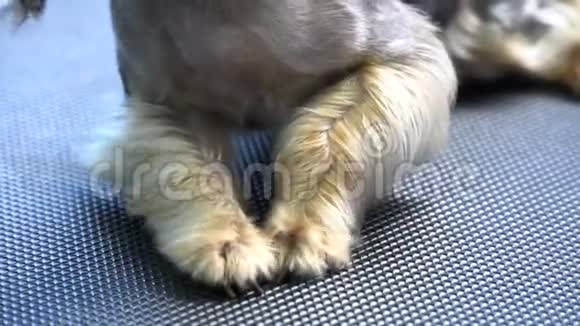 在宠物沙龙洗澡后在约克郡猎犬腿上烘干狗毛视频的预览图