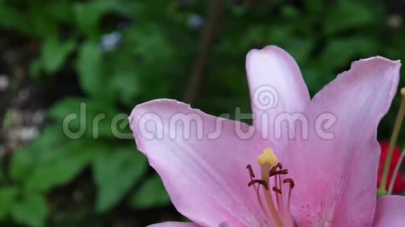 粉红植物百合球茎细节特写高清镜头草本老虎百合花视频视频的预览图