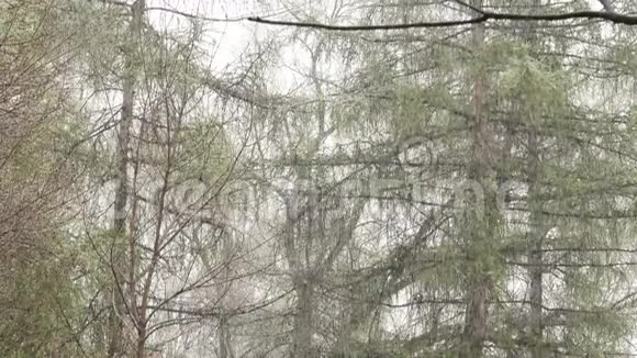 异常天气春天雪上了一棵绿树4K视频的预览图