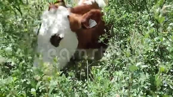 在高山牧场吃草的牛视频的预览图