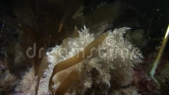 海底的青草海带视频的预览图