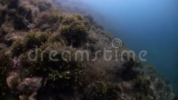 海底的青草海带视频的预览图