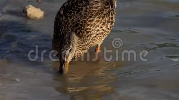 夕阳西下一只五颜六色的棕色鸭子在湖水中喝水视频的预览图