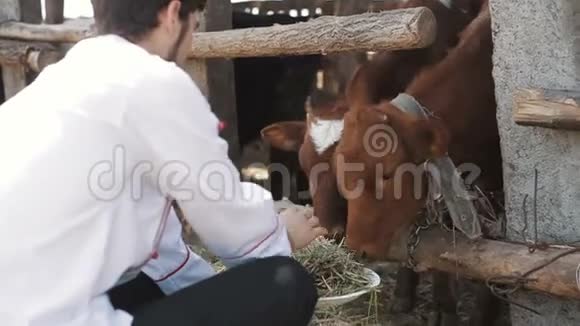 农业农场一个人用干草喂牛视频的预览图