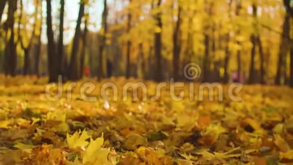 秋天的风景五颜六色的枫叶躺在地上视频的预览图