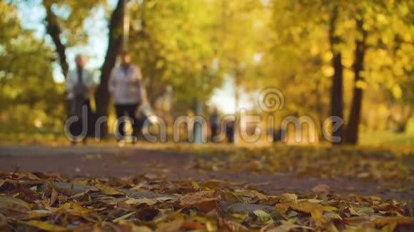 秋天的风景五颜六色的枫叶躺在地上视频的预览图