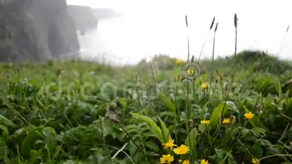 爱尔兰克莱尔郡摩赫悬崖上的草地聚焦运动视频的预览图