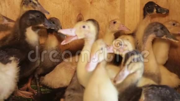 小鸭子小鸡们聚集在笼子的角落里工业家禽小型农业视频的预览图