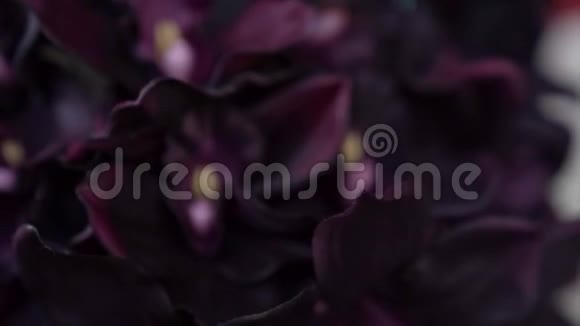 深紫紫色的花视频的预览图