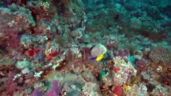 苏丹红海珊瑚中的帝王珊瑚视频的预览图