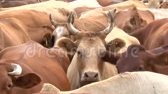 一群奶牛在牧场上咀嚼食物视频的预览图