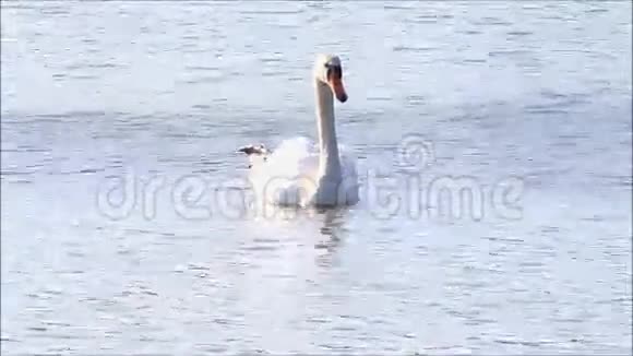 阳光反射的天鹅在水中视频的预览图