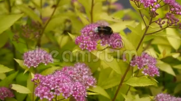 大黄蜂从花中收集花粉视频的预览图