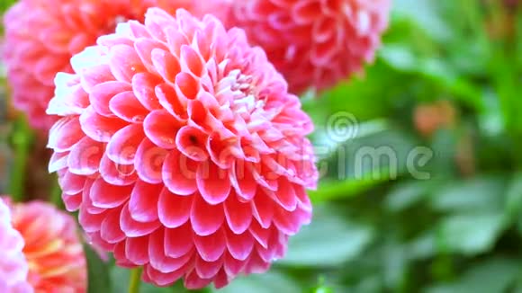 粉红色的大丽花在花园特写摄像机回到滑块上颜色校正视频的预览图
