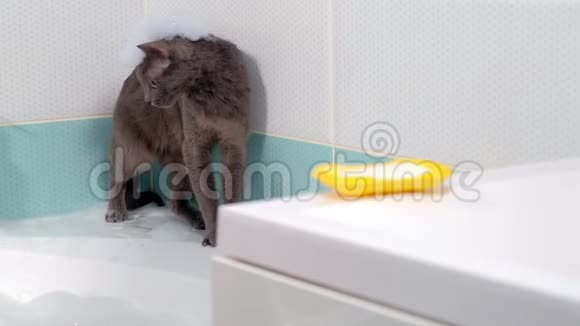 漂亮的女人在浴室里放松白沫悠然洗漱猫坐在附近视频的预览图